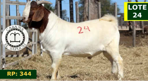 Lote CAPRINOS MACHOS 24