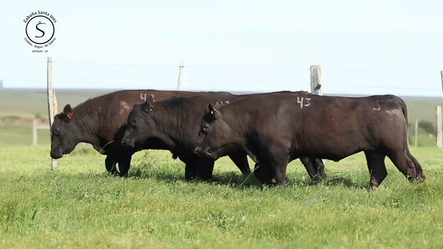 Lote 3 Toros PI / PO / PC a remate en Santa Ines, Artigas