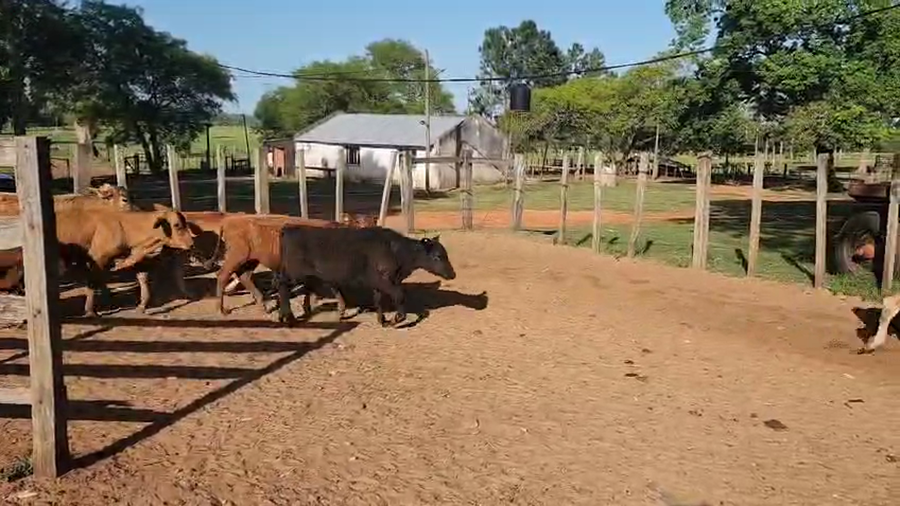 Lote 172 Terneros/as