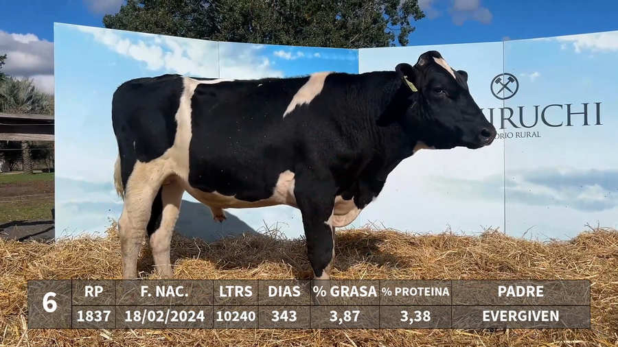 Lote LOTE 6 - RP 1837 - EVERGIVEN x KAROLINE 1326 PERSEUS ARMOUR