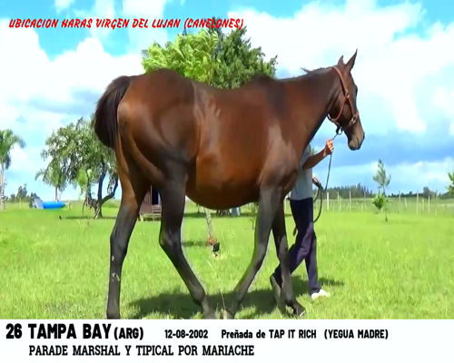 Lote TAMPA BAY (ARG)