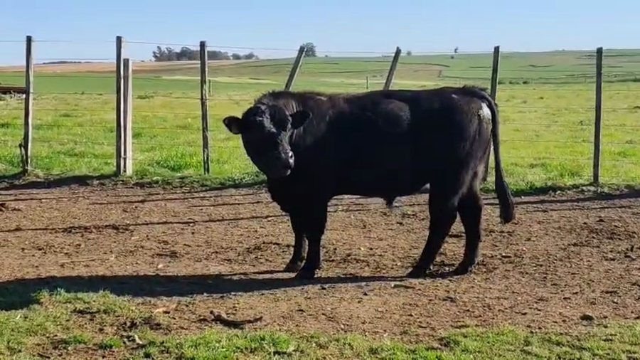 Lote Toros a remate en Pantalla Camy 600kg - , San José
