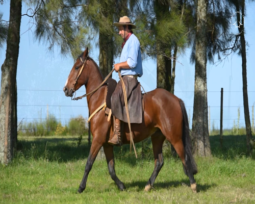 Lote El Gavilán Molinete (RP 426) Cabaña "El Gavilán"