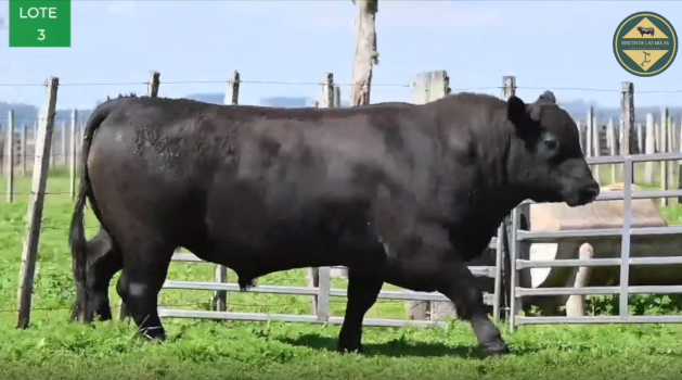 Lote TOROS RP 2443 2469 2584