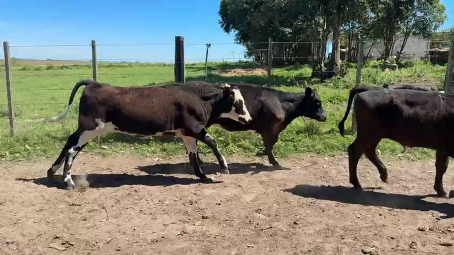 Lote TERNEROS Y TERNERAS