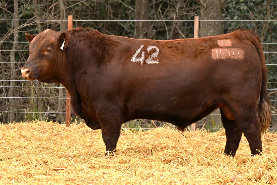 Lote TOROS ANGUS PC