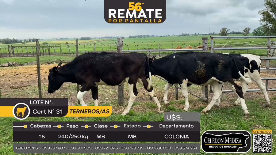Lote 16 Terneros en Otra Localidad, Colonia