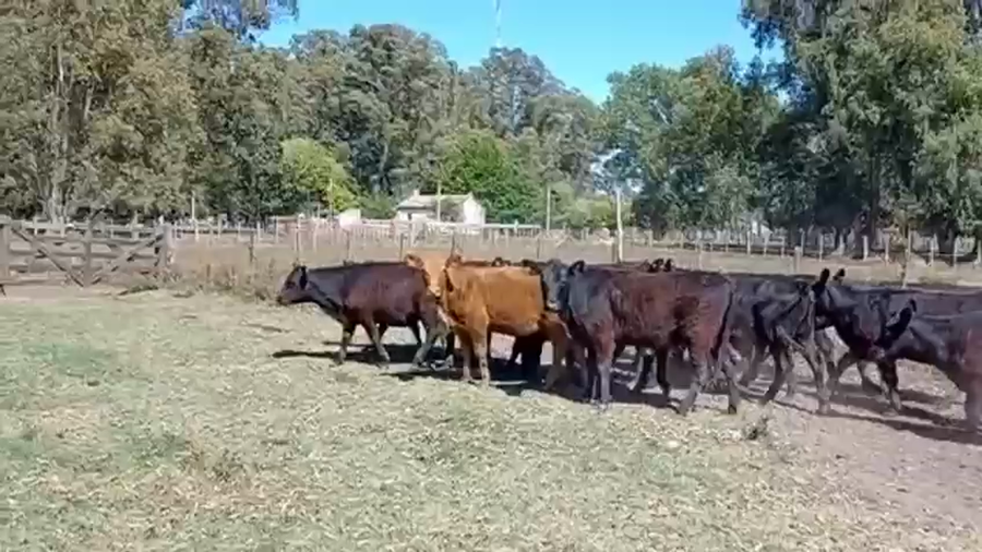 Lote 50 Terneros/as en Las Flores, Buenos Aires