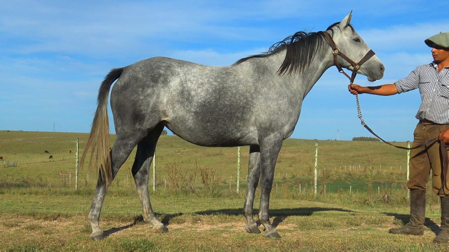 Lote CAFE LEPINTILACARA