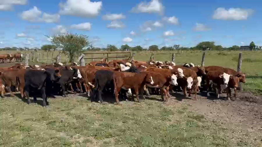 Lote 100 Terneros/as
