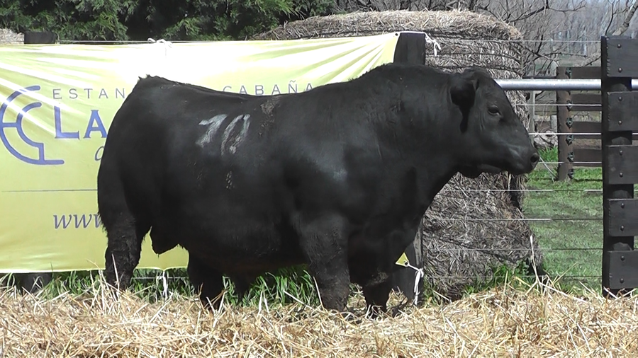 Lote TOROS ANGUS PURO CONTROLADO