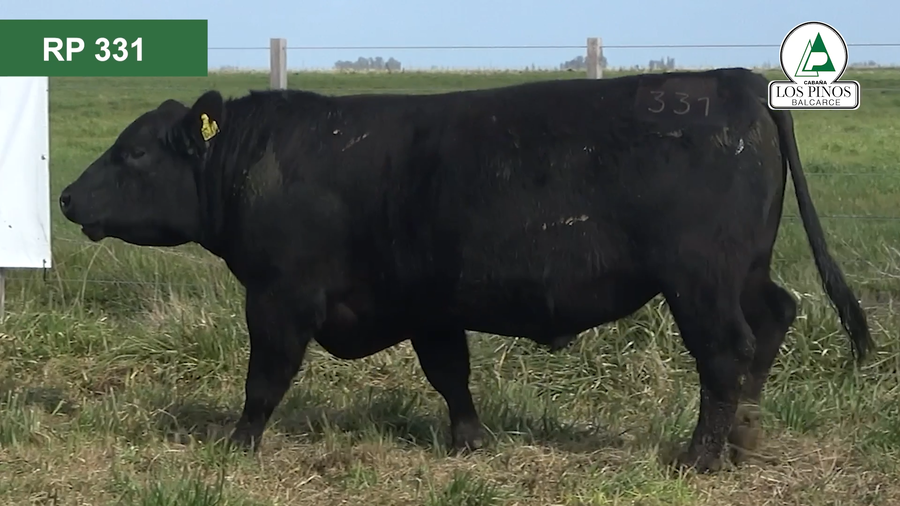 Lote 3 Toros ANGUS a remate en 40º Remate Anual - Cabaña Los Pinos en Balcarce