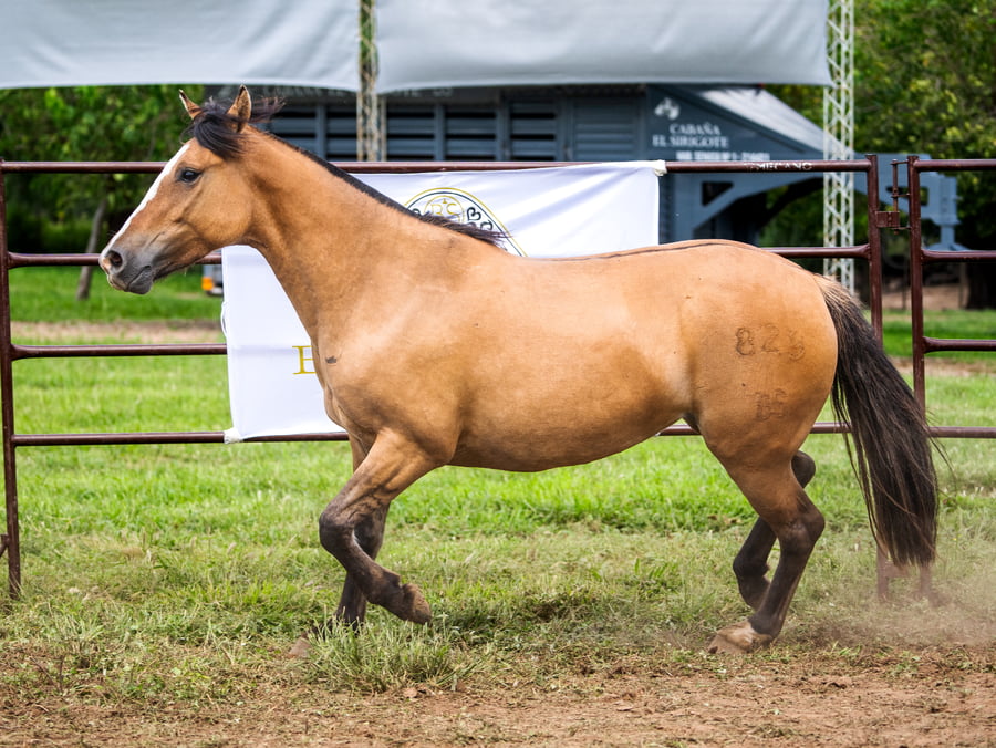 Lote SIRIGOTE TRAMPERA