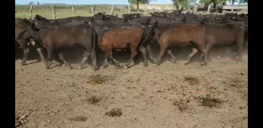 Lote 77 Terneros/as en Villaguay, Entre Ríos