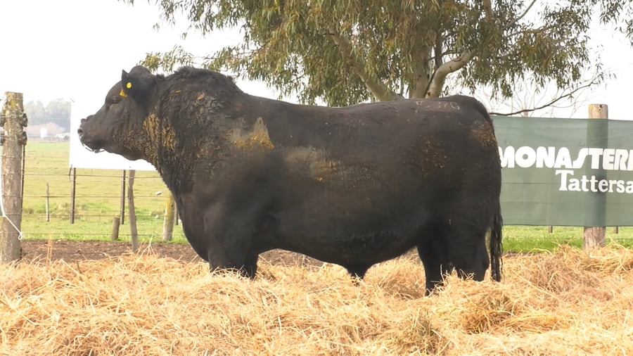 Lote TOROS PUROS DE PEDIGREE