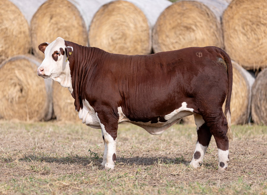 Lote LOTE 34