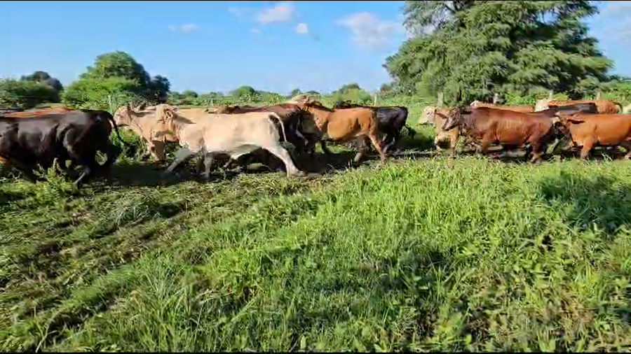 Lote 160 Novillos en Subteniente Perín, Formosa