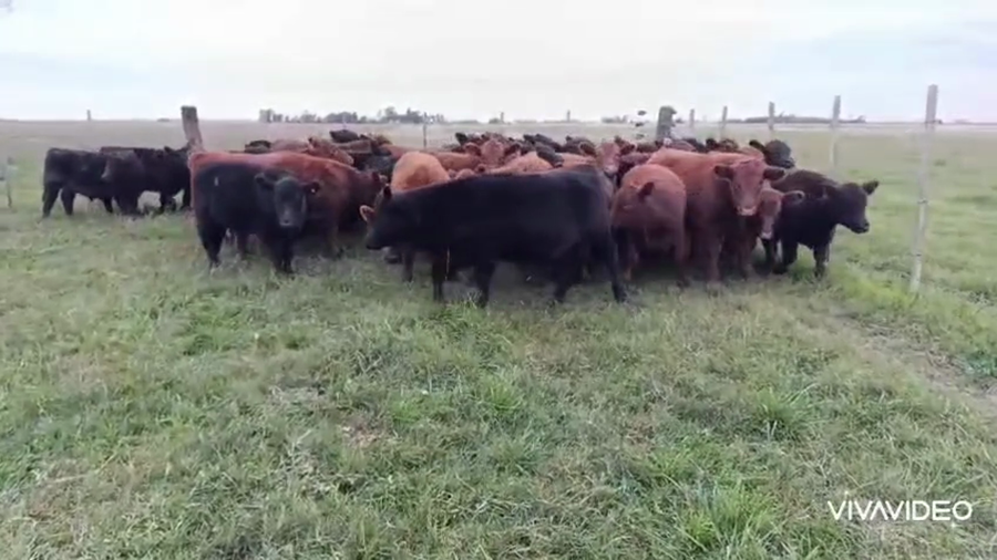 Lote 42 Terneros