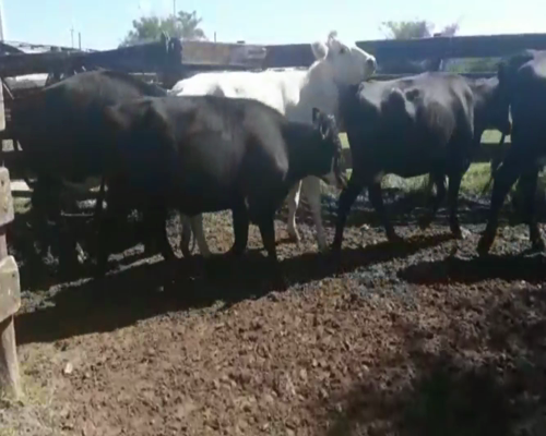 Lote Vacas de Invernada