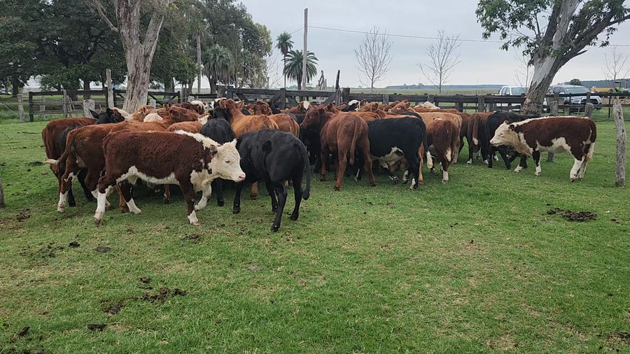 Lote 60 Terneras en Esquina, Corrientes