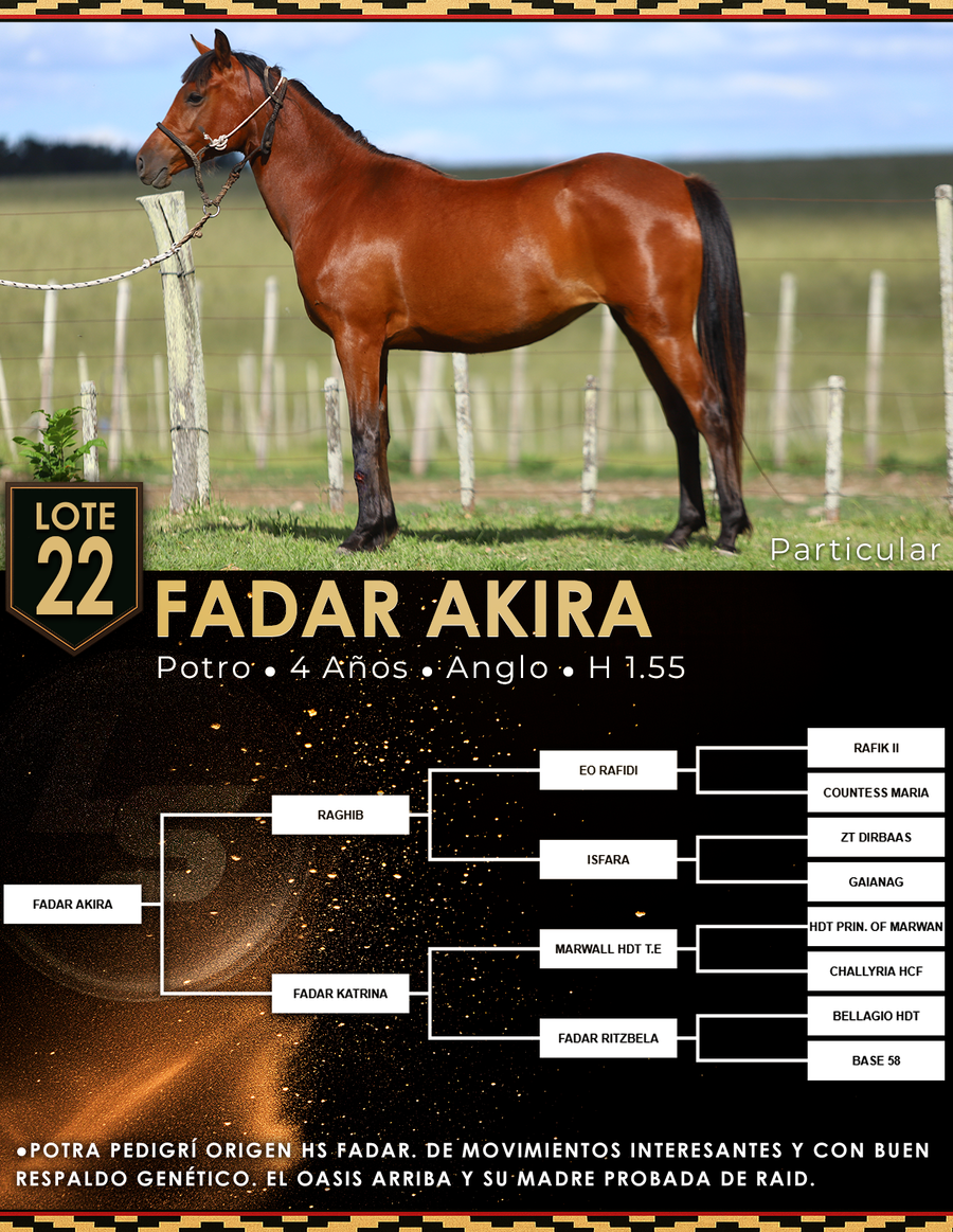 Lote FADAR AKIRA