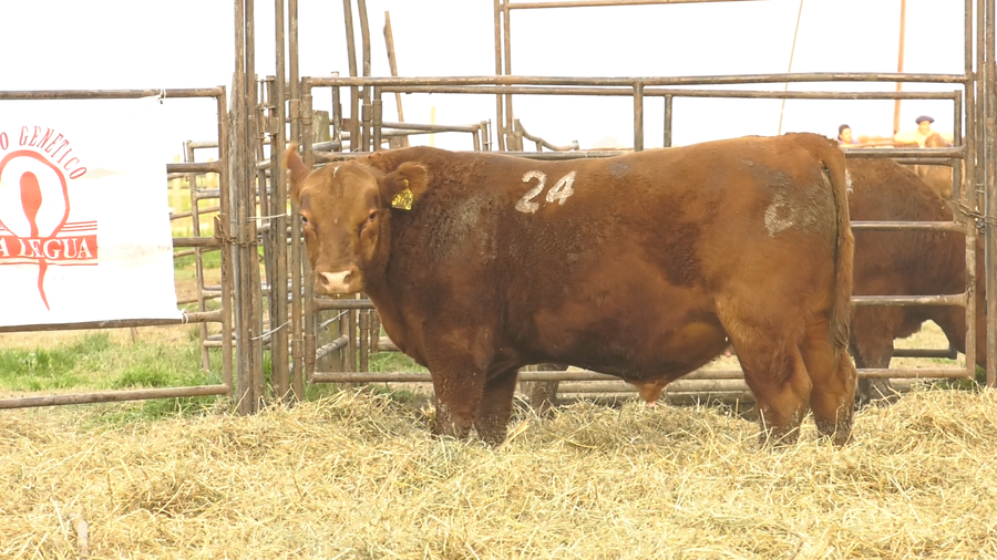 Lote TOROS ANGUS COLORADOS  PC
