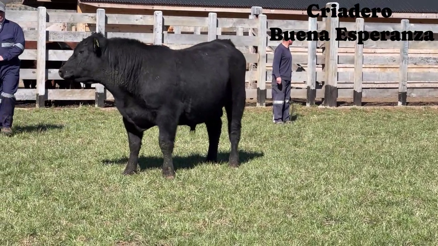 Lote 1 Toro