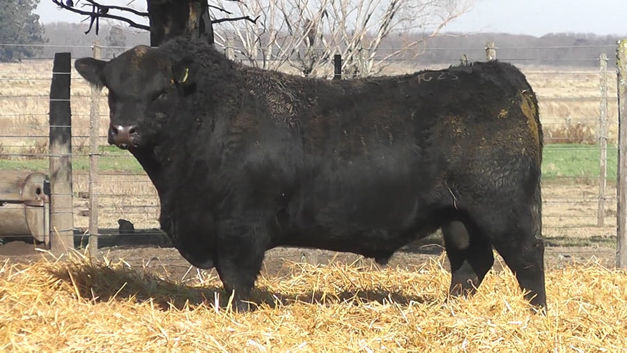 Lote TOROS PUROS POR CRUZA