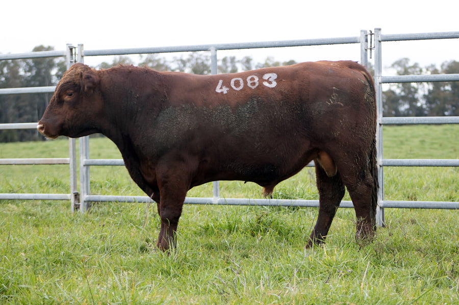 Lote ABERDEEN ANGUS SA - Angus COLORADOS