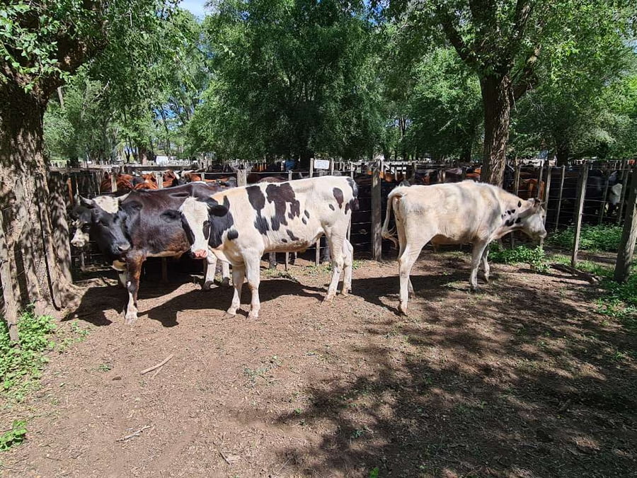 Lote 3 Novillitos en Gral. Lamadrid, Buenos Aires