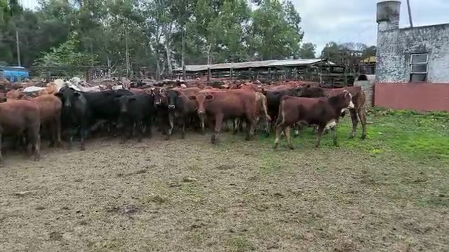 Lote 230 Terneros en Resistencia, Chaco