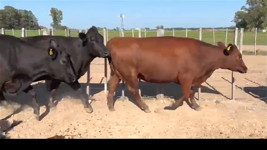 Lote 32 VACAS PREÑADAS