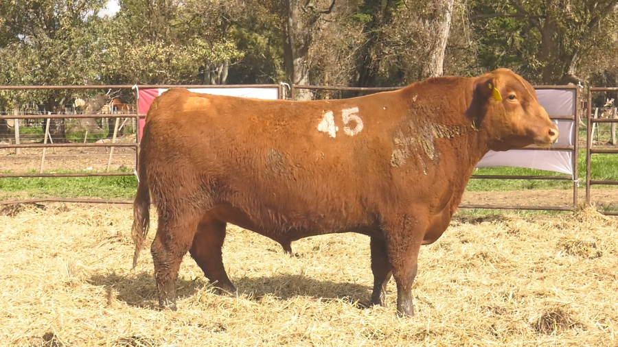 Lote TOROS ANGUS COLORADOS PC