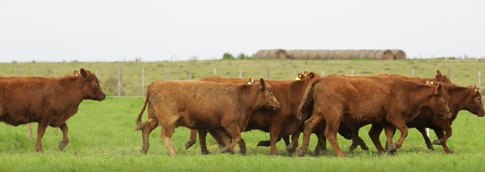 Lote VIENTRES PREÑADOS(CORRAL 40)