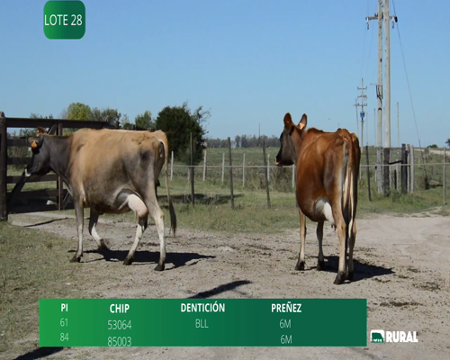 Lote VACAS SECAS PREÑADAS PI