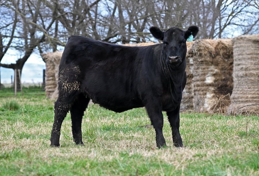 Lote TERNERAS PEDIGREE