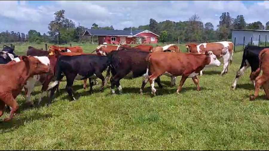 Lote 25 Ternera en Osorno, X Región Los Lagos
