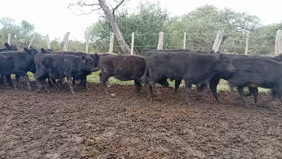 Lote 37 Terneros/as