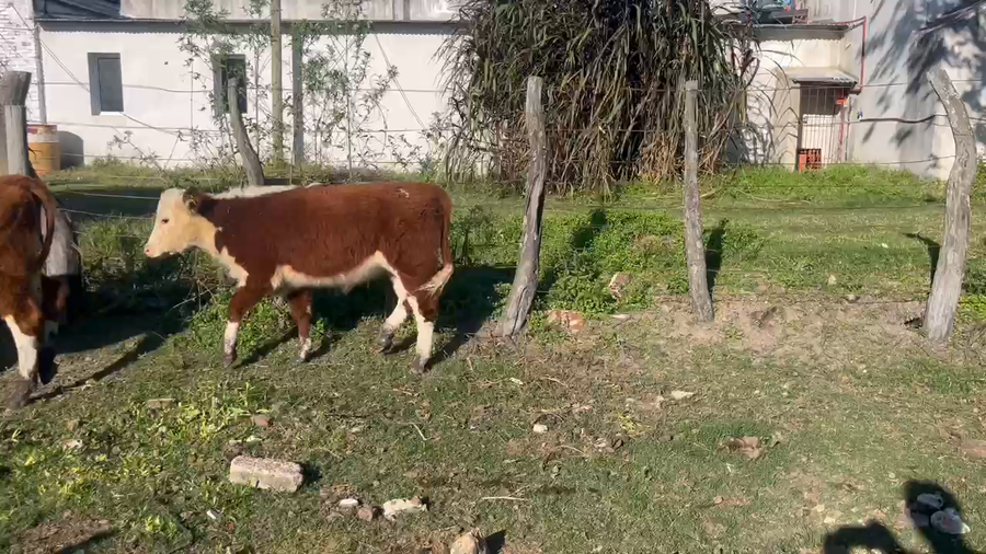 Lote 7 Terneros