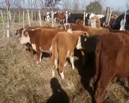 Lote 18 Terneros y Terneras AA Y CRUZAS 160kg - , San José