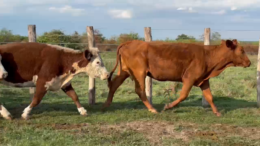 Lote 100 Vacas de invernar en Corrientes, Sauce