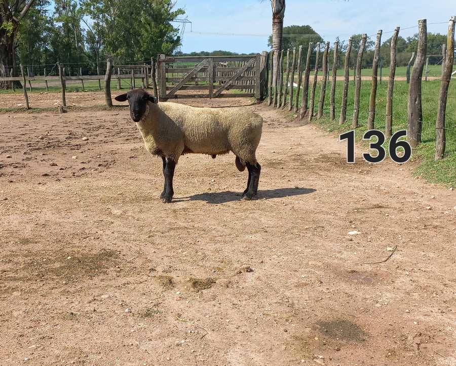 Lote 5 Borregos SUFFOLK a remate en 1° Remate Virtual BALTASAR BRUM 90kg -  en CANGÜE. RUTA 3 KM 357
