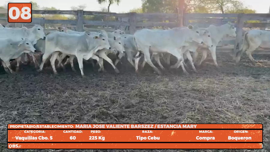 Lote LOTE 8