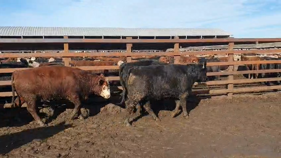 Lote 20 Vaquilla Gorda en Los Ángeles, VIII Región Biobío