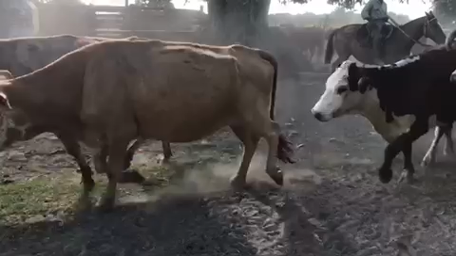 Lote 45 Vacas de invernar en Esquina, Corrientes