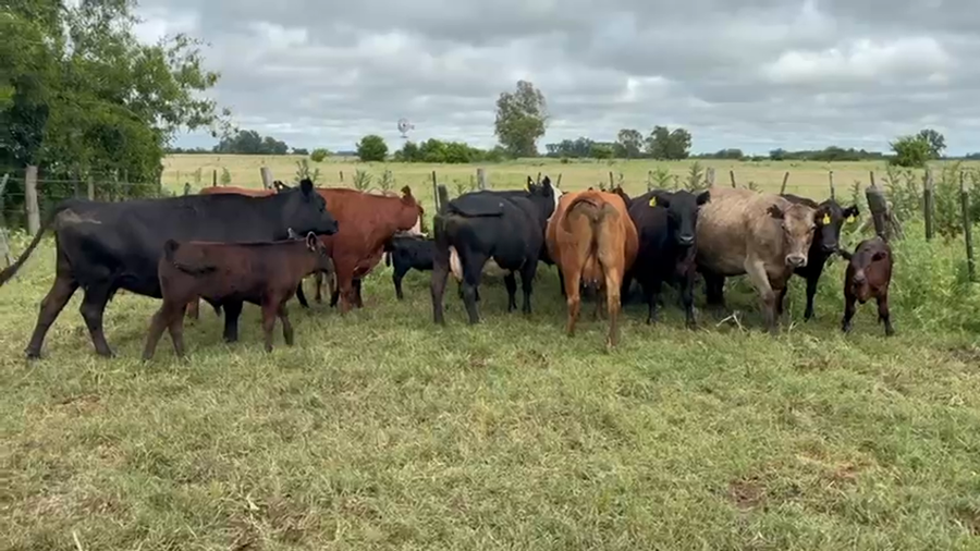 Lote 16 Vacas CUT con cría