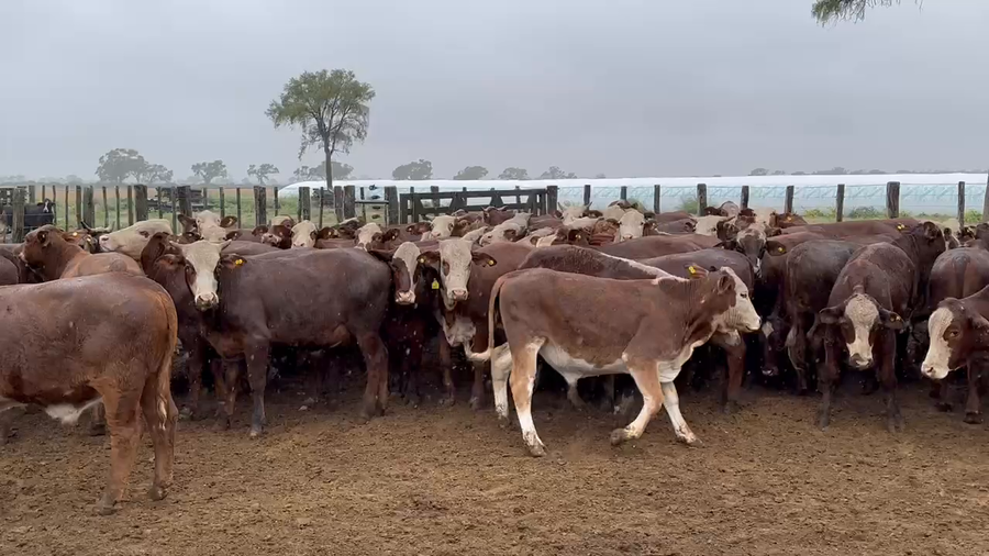 Lote 83 Novillos en Bandera, Santiago del Estero