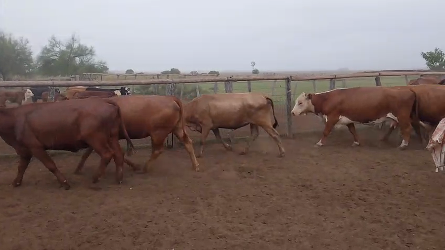 Lote 30 Vacas p/ invernar en Corrientes, Paso de Los Libres