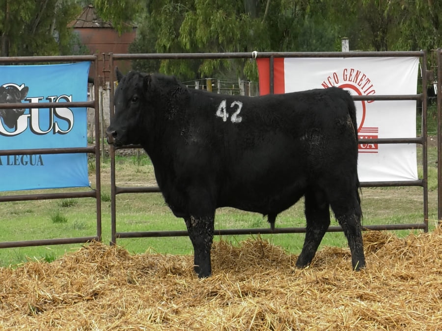 Lote TOROS ANGUS NEGROS PC