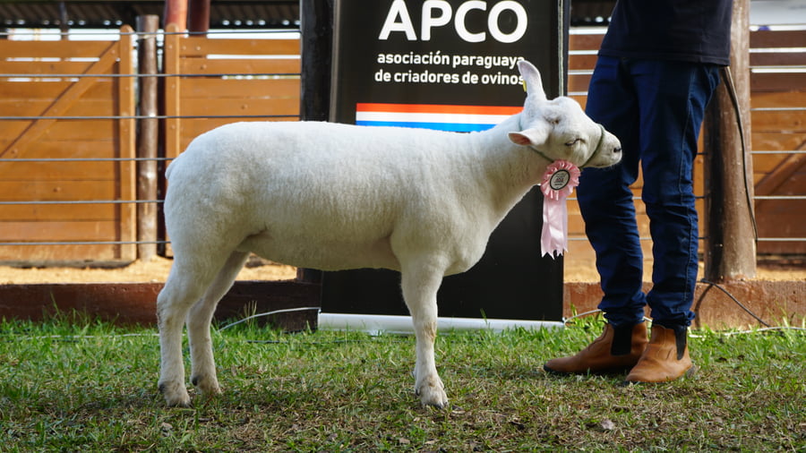 Lote Texel Expo Internacional 2022 - Lote 25